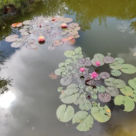 у кузьмича однокімнатні студіо Mykulytschyn